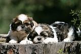 SHIH TZU 351